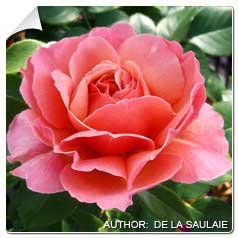 Roseira 'Marie Curie'